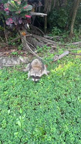 Enjoy this video of me getting attacked by a baby raccoon after he ate 1 foot away from me for 5 minutes