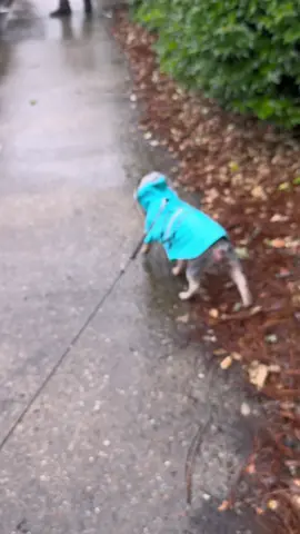 @IN'VOLAND Boutique this is perfect for all the rainy weather we’ve been getting❣️ #fypシ #fypシ゚viral #fyp #tiktokmademebuyit #tiktokshopfinds #TikTokShop #springsale #springtok #tiktokshopcoupons #review #raincoat 