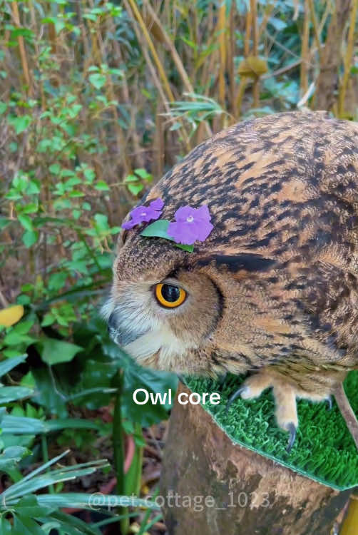 Owl Core#owl    #owlhouse    #owls    #owlsoftiktok    #owllove 