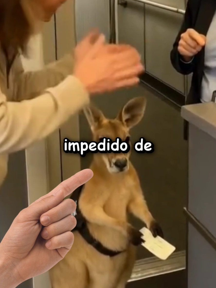 CANGURU é barrado e me deixa TRISTONA 😭 #canguru #fyp #ia #humor