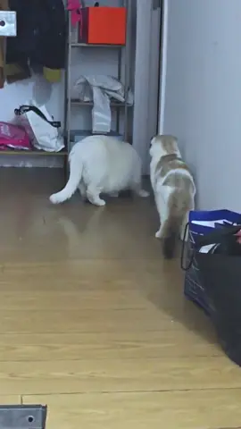 When you have two cats… 😹 #fyp #cat #cats #catlover #catsoftiktok 