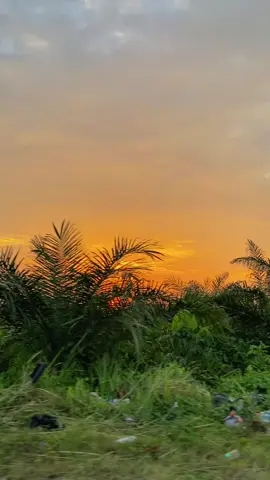 🚑#CapCut #kebunsawit #kulisawit #sanres🌄 #sanset #foryoupage #fyp 