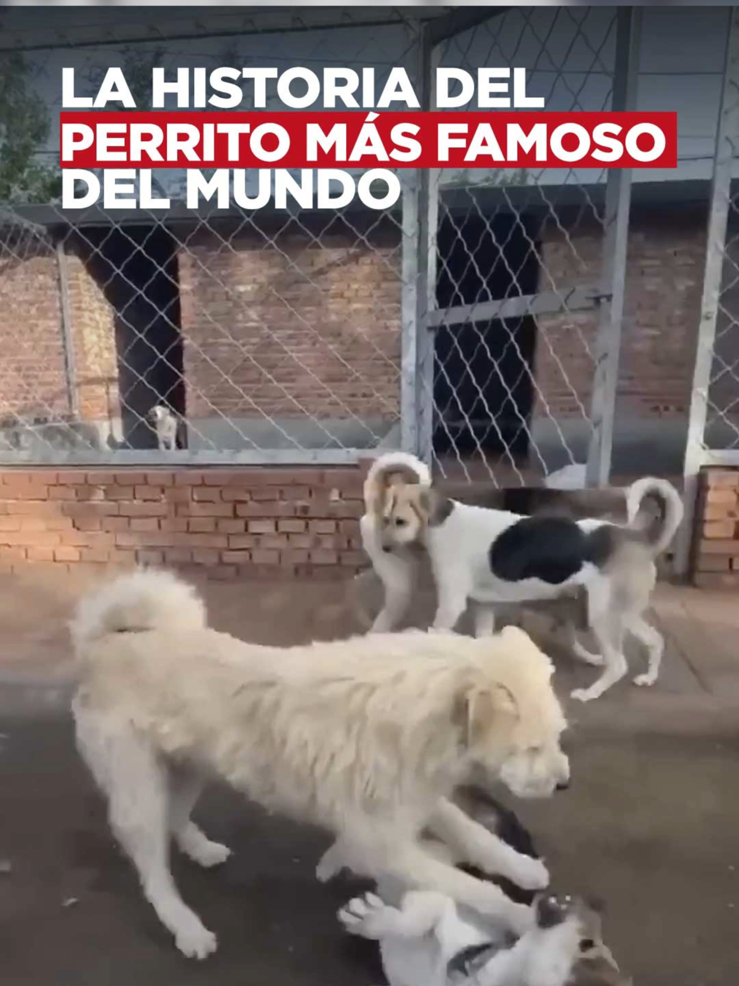 La historia del perrito mas famoso del mundo. | @paocastillooficial