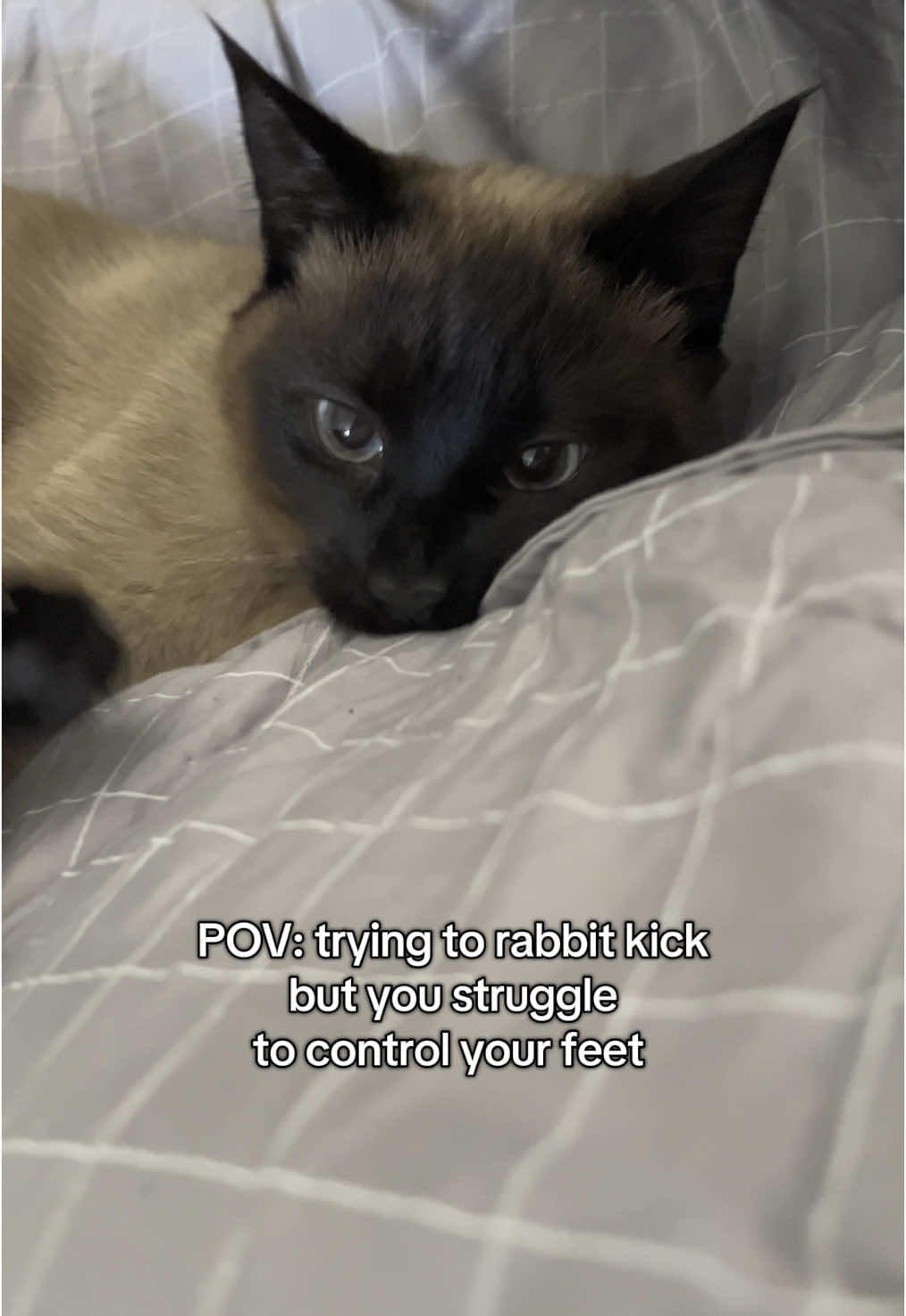 #wobblycat #wobblycatsyndrome #chcatsoftiktok #chcat 