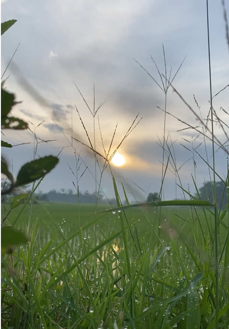 My therapy sounds.. Happy morning.. #sunrise #sunriselover #nature #hometown #northsumatra 