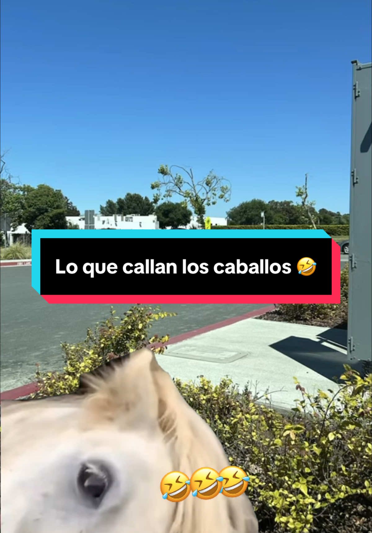 Pláticas entre caballos lo que callan los 🐎 #😂😂😂 #entretenimiento #funnyvideos #funny #chiste #😅😅😅 #CapCut #share #😜 
