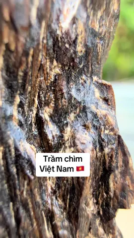 Trầm hương chìm nước của VIỆT NAM phân khúc hàng bì kẹp rể 👇#trầmhuongthiennhien @Trầm Hương Huỳnh Đức Tài 