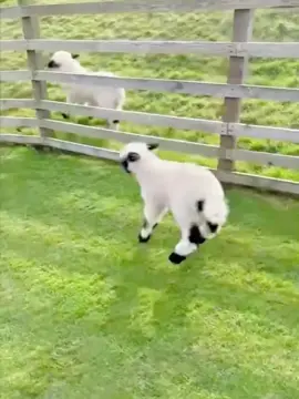 #The lamb jumped every step, very cute. #The lamb was so proud. #Cute pet.