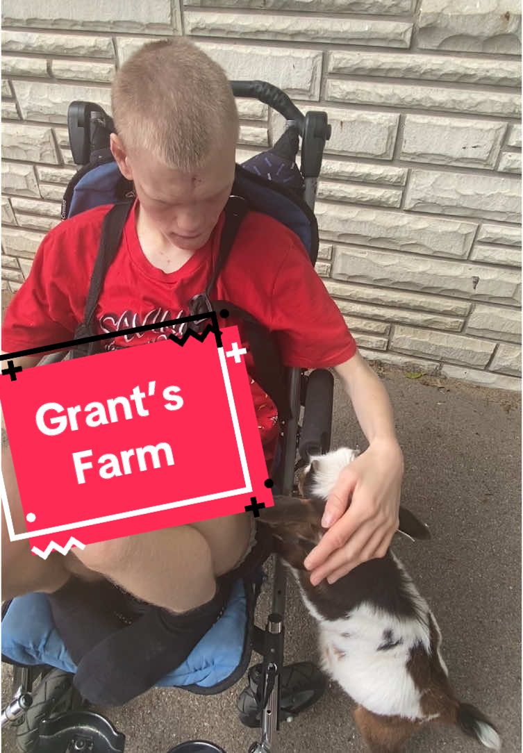 My niece Emily and great nephew Kailo went with us to Grant’s Farm today! Both boys liked the goats. #criduchat #criduchatsyndrome #raredisease #missouri #stlouis #farm #grantsfarm #goat #feeding #bottle 