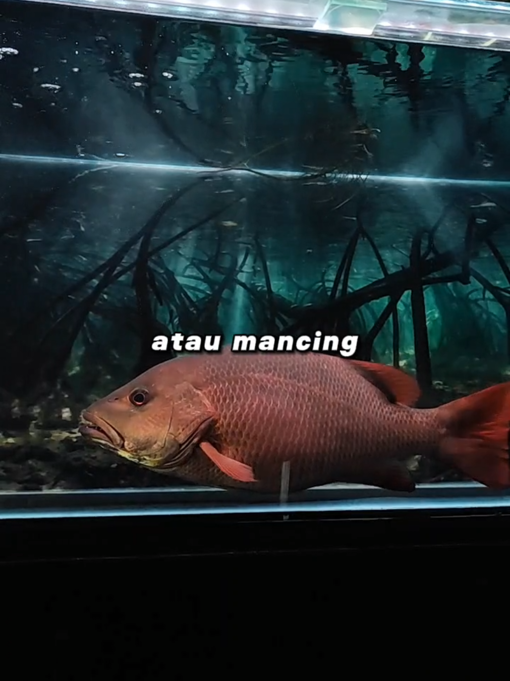 #CapCut #viraltiktok #mangrovejack #predator #ikanairpayau #pbass #ikanmj 