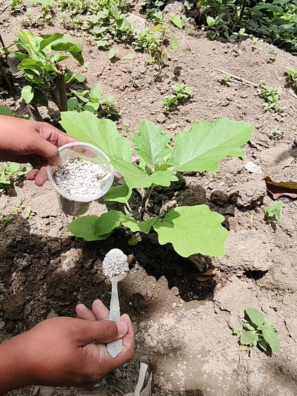 MABISANG ABONO O FERTILIZER SA IYONG MGA HALAMAN AT PANANIM #completefertilizer #completefertilizer14 #triple14fertilizercomplete #abono #mrsaluyotabono 