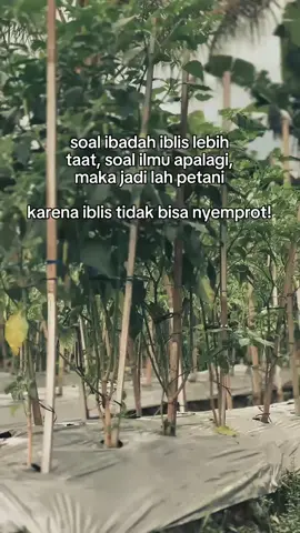 tahta paling duwur ketok,e lo ya #sorotan #senimanpertanian #sniper #petaniindonesia🇮🇩🇮🇩🇮🇩🌿🌿 #petanimilenial #xybca #petanicabaimagelang #cabaiori212 #cabairawitpedas #cabaikeriting #cabaimerah #cabairawit #cabai #fyppppppppppppppppppppppp #tanikemaki #cabaiasmoro #cabaisniper #auraseed #petanimuda #sorotandunia 