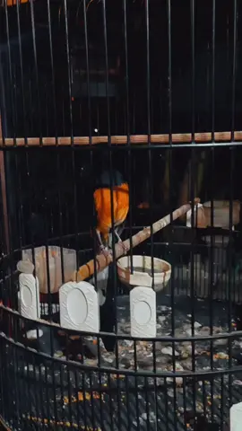 Sulaiman kW #murai #muraibatu #muraibatuindonesia #muraibatumania #muraibatumedan #muraiprestasi #muraiekorpanjang #kicaumaniaindonesia #bayugandensf #fyp 