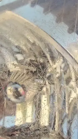 restauración de faros con Polímero líquido King #polimeroking #brillotote #JorgeMorales 