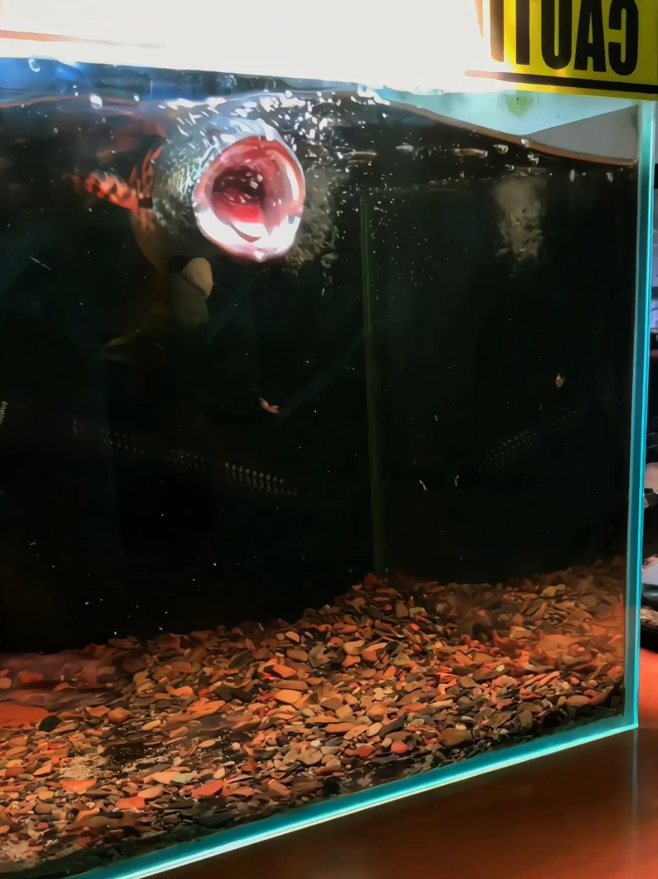 Channa auranti tiap liat kamera ‘mangap mode ON!’ 📸😈” #ikanhias #hoby #aquarium #channa #snakehead #predatorfish #ikanpredator #aquascaping #aquascaper #aquascape #aurantimaculata 