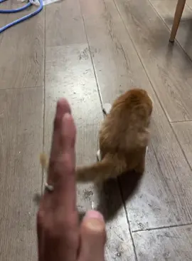 Cats want you to shut up#cat #cats #fyp #Funnycat #funnyvideo #usa #foryou #funny 