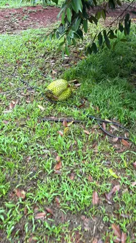 Mưa cả đêm sáng đi lụm sầu. #saurieng #saurienglongkhanh #nhiemtu #sendalongkhanh 