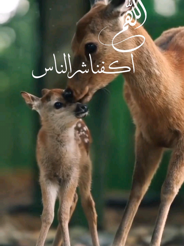 #اللهم #اكفنا_شر_الناس#اكسبلور #اغنية_لارا_محمد @zakaria abu kalifh @zakaria abu kalifh @zakaria abu kalifh 