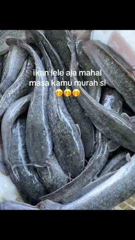 kan gak asik#fotolive #fyp #peternaklele #lewatberanda 