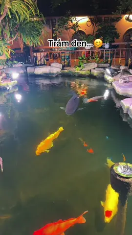 Trắm đen 😊😊 #thinhhanh #xuhuong #xuhuongtiktok2024❤️🌈✔️ #sănhangtramden #nhà_đẹp #cakoi #koi #sanvuon #nhaco #canhqueyenbinh #quehuong #trắmđen #cákoi #trắmđenkhủng #nhadep #xuhuongtiktok 
