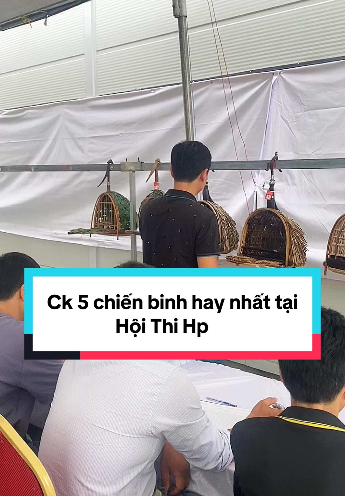 Ck 5 chiến binh hay nhất tại Hải Phòng.#shopchimcanhthanhvuong #cugay #chimcanhvietnam #chimcanh #cugaymalaysia 