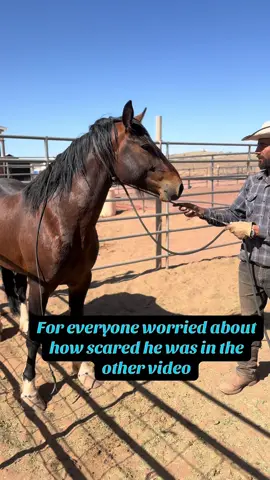 Getting so much calmer, braver and curious. Super excited about this guy. He is so expressive. We still have a few spots open on our next Mustang Gentling Blueprint (MGB) if you want to learn how we get them from untouchable to this in only two sessions! Link in bio 🥰 #wildhorses #blmmustang #mustanggentlingblueprint #horsemanship #horsetraining #bayhorse 