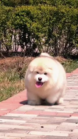 #xuhuong #trend #viral #funny #fyp #dog #dogsoftiktok #cutedog 