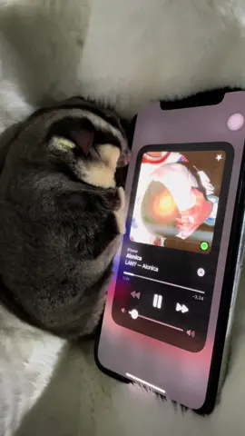 🎧 #alonica #lany #music #4u #fyp @LANY 