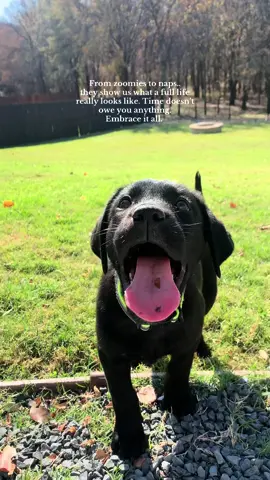 Slow down. #labrador #life 
