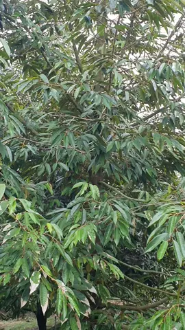 Sầu riêng thái của Hùng trồng được ba năm rưỡi rồi nè các bạn!Nguyễn Hùng!