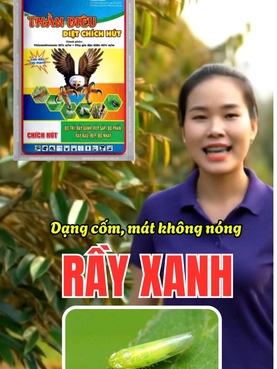 Rầy xanh  gây hại sầu riêng. #RayXanh #BoTri #ConTrungChichHut #SauRieng #tiktoknongnghiep #xuhuong #TrongSauRieng #RayXanhHaiSauRieng