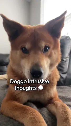 Dogs would be dogs #intrusivethoughts 
