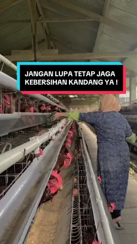 #peternak #ayam #ternak #ayampetelur #sazpoultry #peternakan #temanggung 