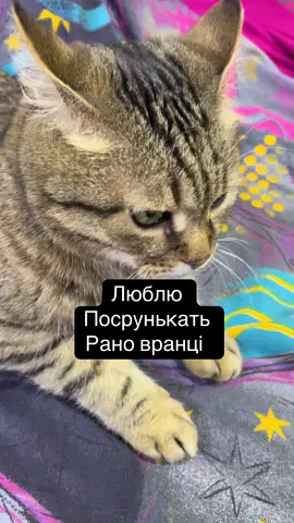 🧦 «Куди зникає друга шкарпетка? Спитай у кота. Або не спитуй — збереш ще менше.»