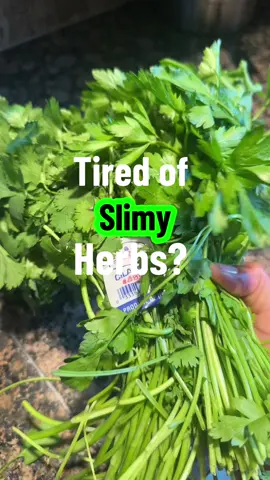 Kitchen hack I wish I knew sooner! This herb storage method saves me money AND time. 🌿  #KitchenNotesForMyKids #HerbHack #CilantroStorage #FoodWasteTips #MealPrepMom #TikTokKitchen