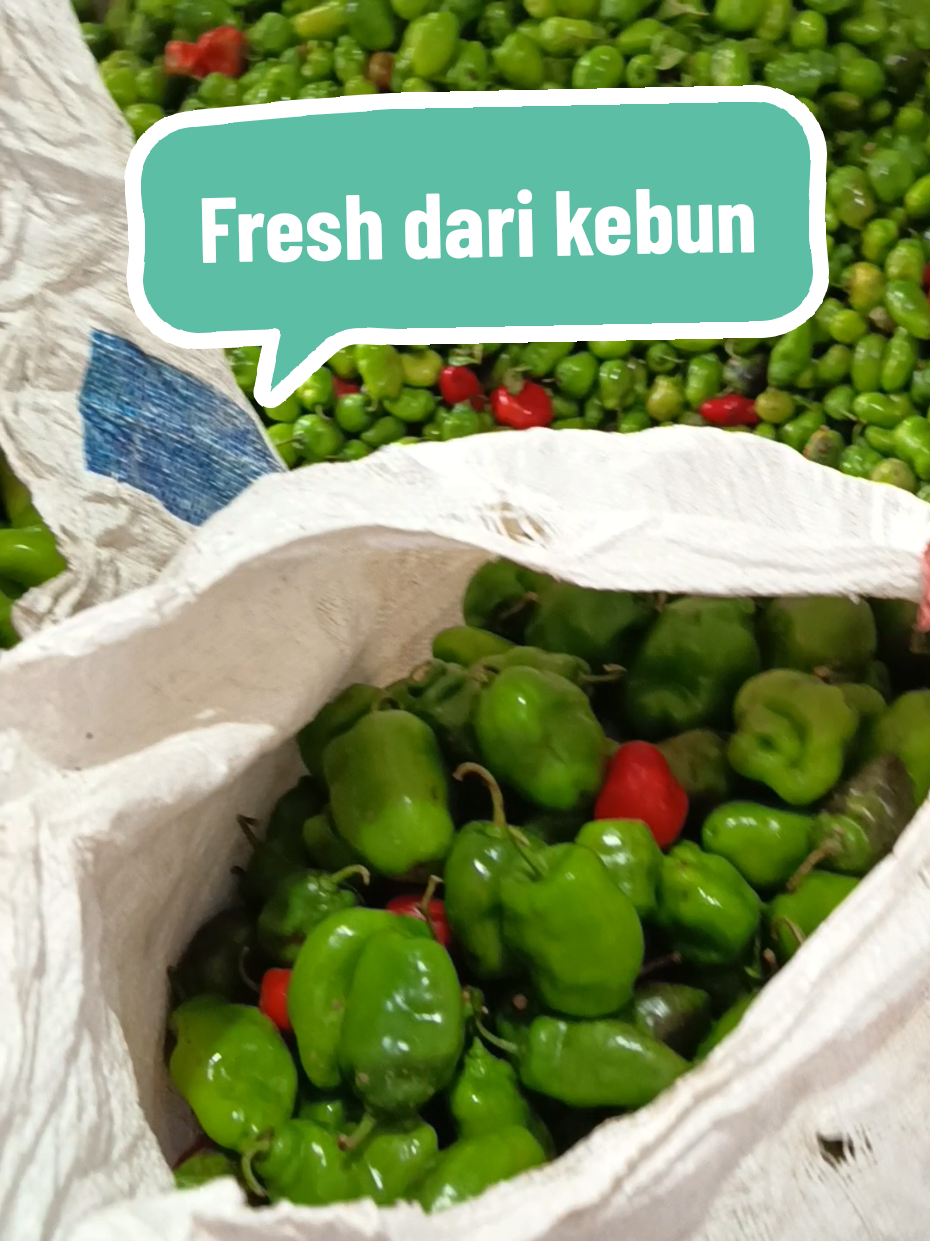 Cabe fresh dari kebun, langsung di co aja #cabepedas🌶 #cabe #cabebendot #cabegendot #pedas #viralvideo #cabemurah 