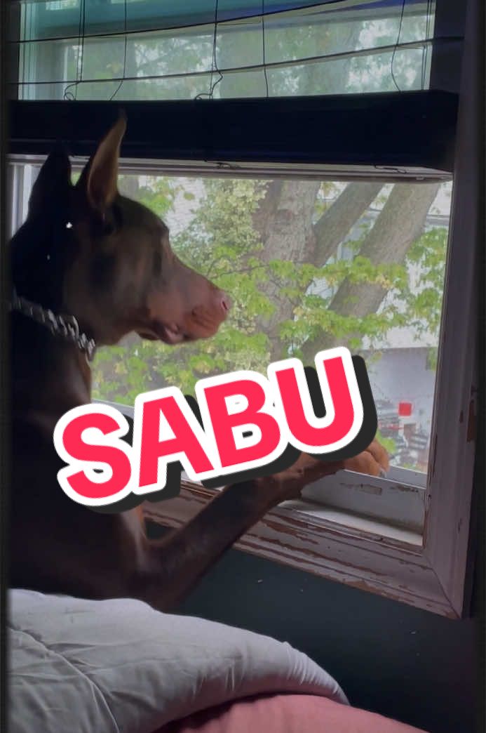 SABU At His Best #SABU #dog #family #song #tiktok #fyp #fypシ 