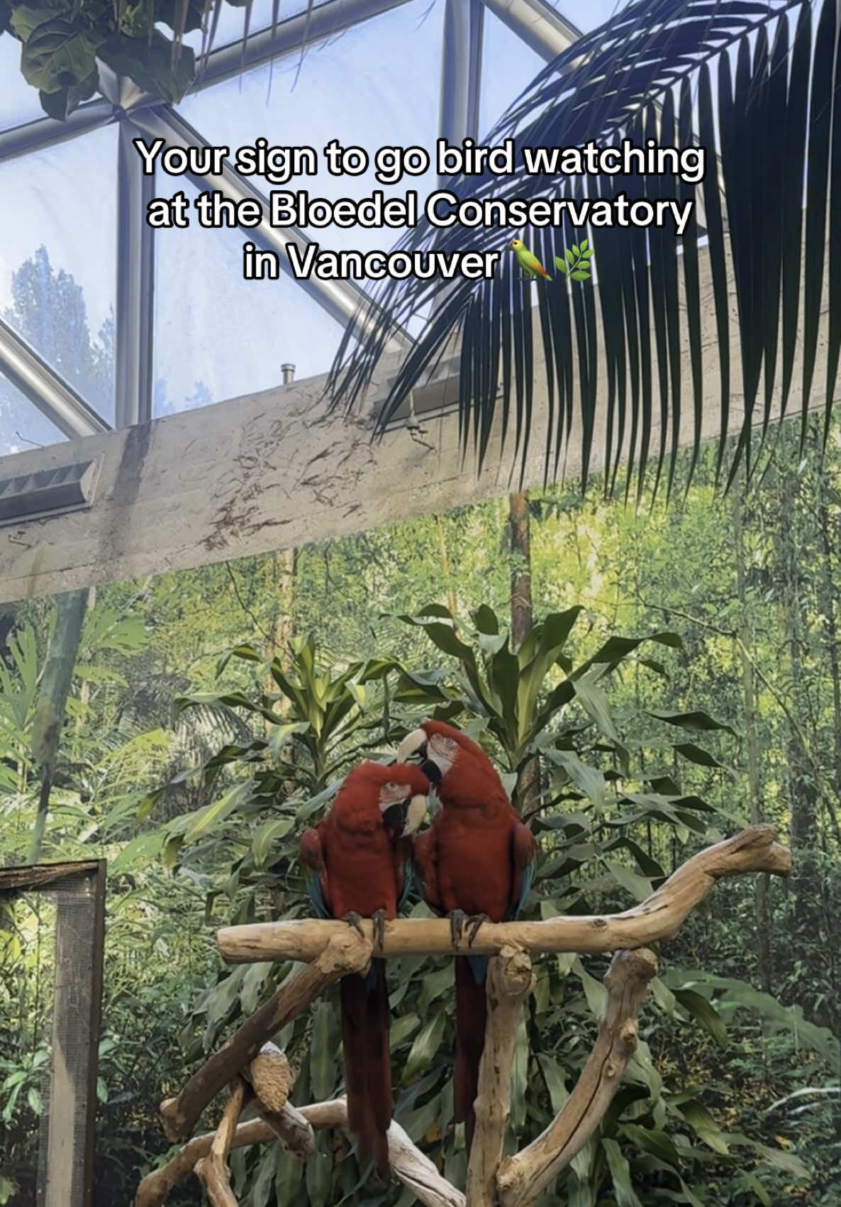 Cute date idea 🌺🦜🌴 #vancouver #bloedelconservatory #birdwatching 