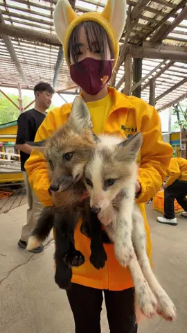 Zao Fox Village, Miyagi, Japan One of the main reasons why I chose to come to Miyagi area this time. Journey from where I stayed at Matsushima was further than expected, had to travel about 2 hours to Shiroishi Station and take a circulation bus for about 30 mins. The experience overall was pretty okay, I would say it will differ from each person. The place isn’t too big and while I do not know how the place works, seeing the foxes in cages/enclosures gives me a sense of them being restricted.  Some of us may not feel so good for them like me. But just enjoy the experience and have faith that they are well taken care of. #Miyagi #Japan #Zao #zaofoxvillage #Fox