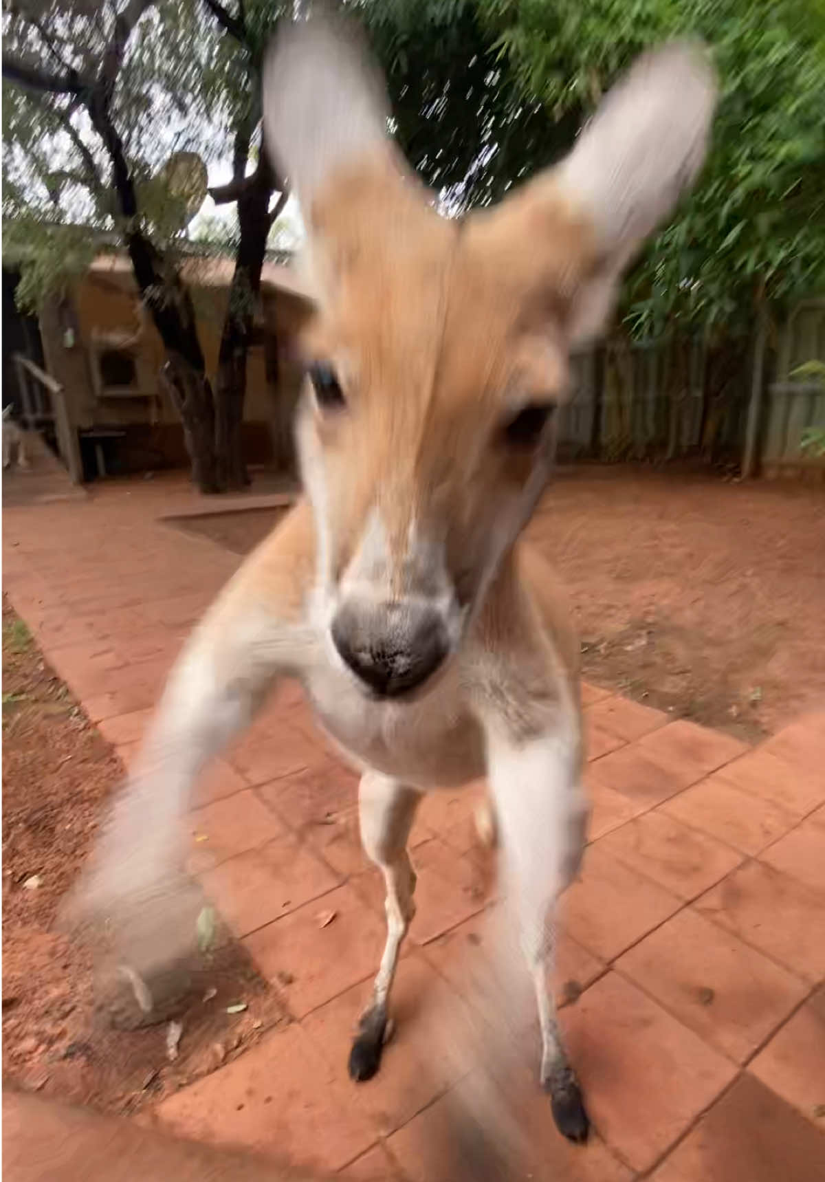 Wouldn’t want to get in a punch on with an adult Roo 🥊  . . #kangaroo #thekimberleyaustralia #vanlife #rescue #rescueanimal #wildlife #australia #joey #babyanimal #cute #fight #wild #westernaustralia #outback