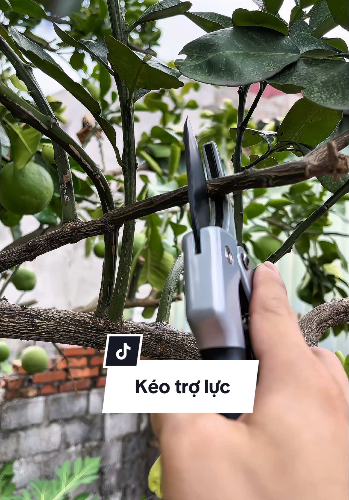 Cây kéo cắt cành trợ lực sk5 của Nhật không gỉ. #keocatcanh #keocatcanhtroluc #keocatcanhsk5 