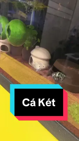 Đội Trắng Và Đội Đen So Kè Với Nhau Rất Máu - Cá Két Panda - Ngắm Cá Online !!! #cacanh #cakieng #cakiengvietnam #sinhvatcanh #ca #fish #chill #thuysinh #hoca #thugian #caket #ketpanda #hothuysinh #caythuysinh #multibio #ngamcadeponline 