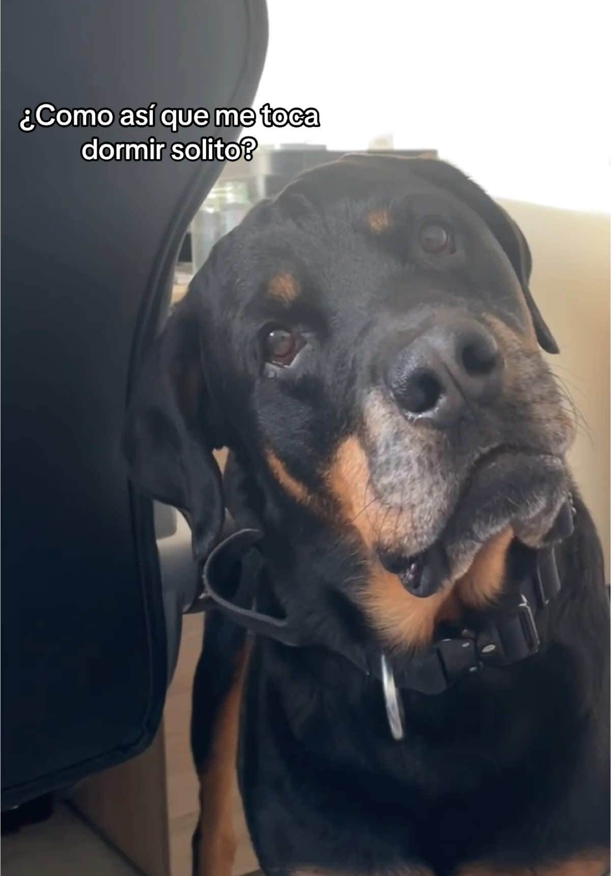 Ustedes que dicen? Deberíamos dejarlo aún en nuestra camita? #dog #dogsoftiktok #dogs #rottweiler #roti 
