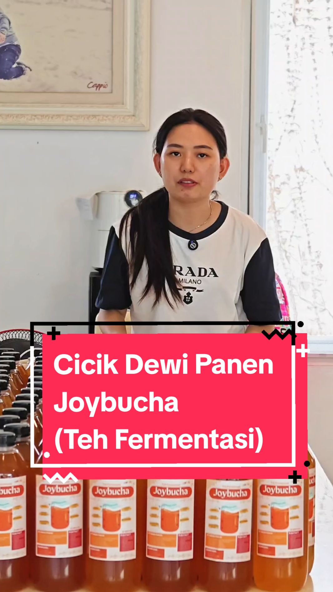 Panen Joybucha (Teh Fermentasi) 