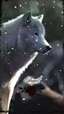 со смыслом #wolf #live 