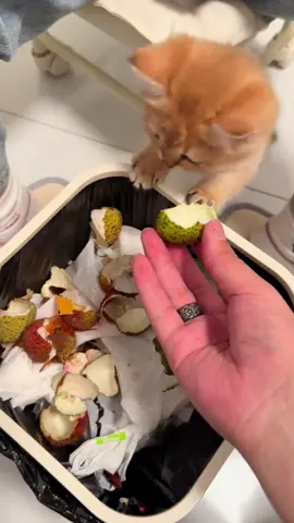 I won't eat this #cat #cute #funnyvideos #funny #fyp #catsoftiktok 