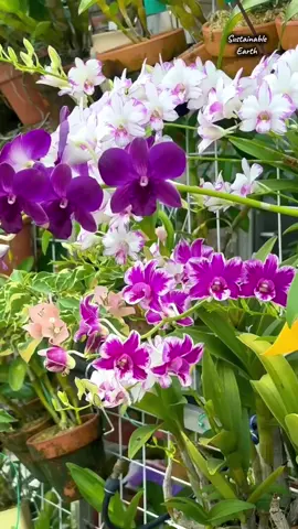 Beautiful Flower Orchid  #bungaanggrek #orchid #bibitanggrek #tanamanhias #anggrekcantik #fyp #anggrekdendrobium 