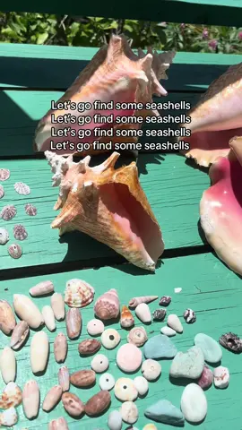 My collection from Saint Vincent and the grenadines 🤩🐚 #seashell #stvincentandthegrenadines 