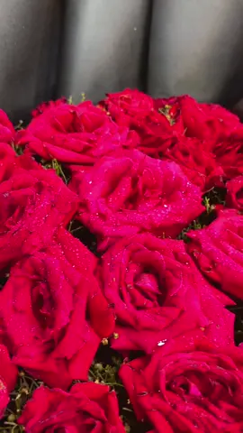 Advance Eid booking pre order for booking whats ap 03040412326 Day available all colours roses in our all outlets Lahore Pakistan #trendingsong #ValentinesDay #roses #flowershop #viral #gifts #foryoupageofficiall #tiktok #fyp #overseaspakistani #giftideas #blossomslahore #pakistan 5 18 88 + Home Friends less#Tulsiflower 2 Home Criandelnes  : #rekomendasi #fypp #flowers #foryoupage #рекомендации #on #yp #elbruso #fype #rekomendasifilm #@💔