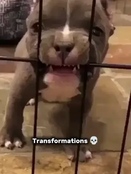Transformations 💀#transformations #animals #dog #puppydog #scarydog 